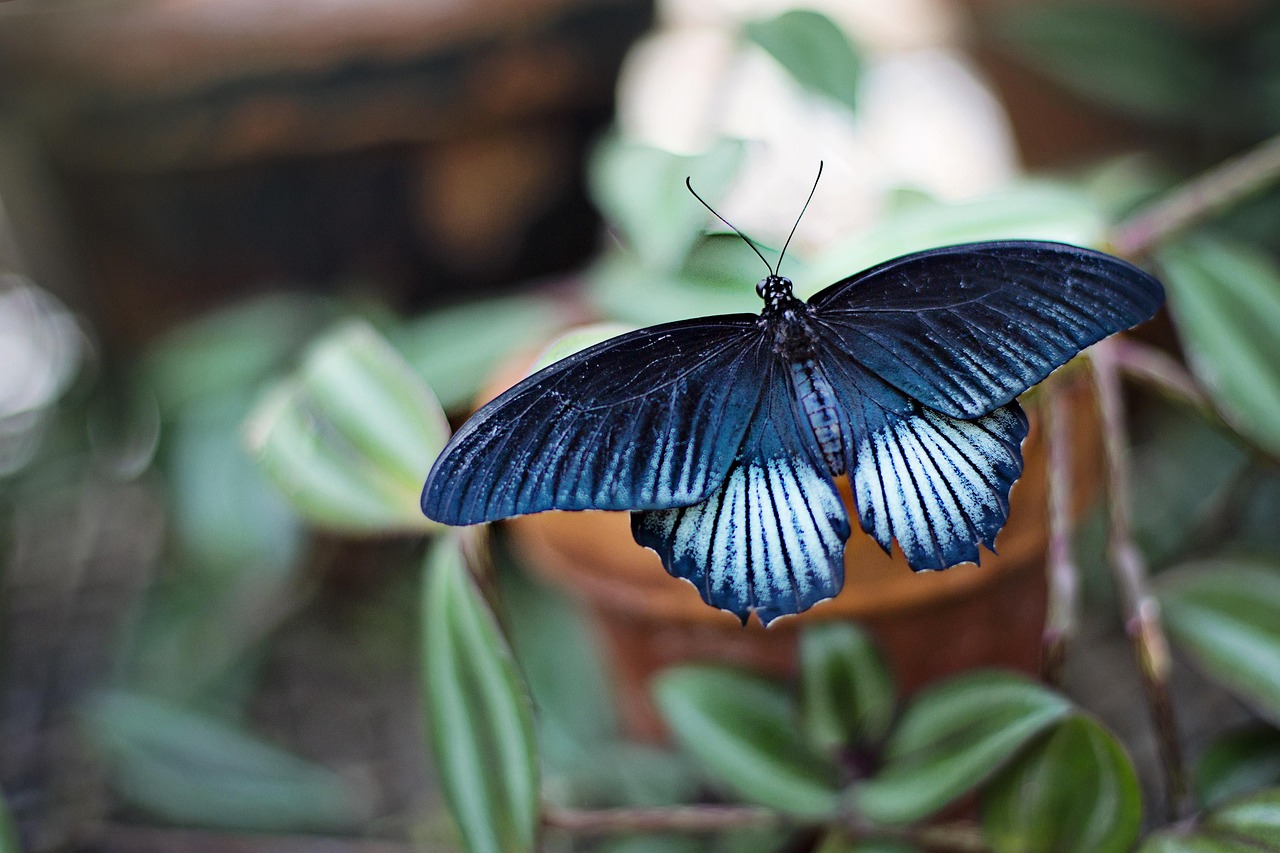 Creating a Night Garden: Plants That Glow in the Dark